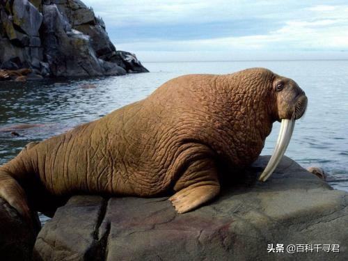 竖琴海豹:海豹、海象、海狮、海狗、海兔这几种动物都有什么不同？