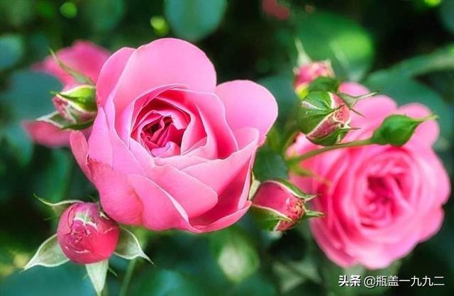 一束玫瑰花多少钱大概:一束玫瑰花大概要多少钱 玫瑰花的价格如何？玫瑰花的繁殖方法有哪些？