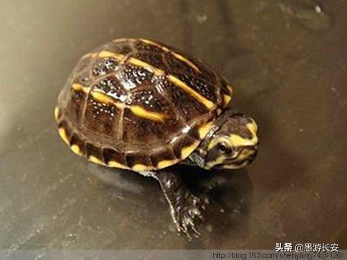 长寿龟养一只还是一对:长寿龟怎么养才能活多久 如何喂养小乌龟？一定要买一对吗？