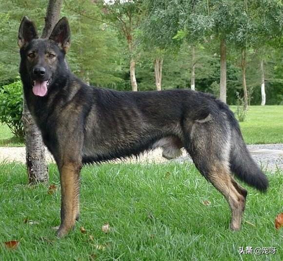 昆明犬图片:德国牧羊犬和昆明犬之间，存在着什么样的关系？为什么？