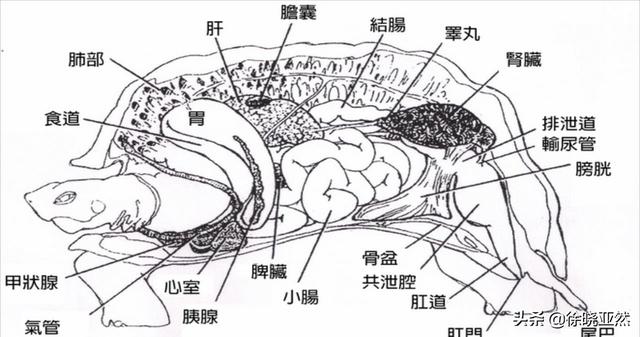 小乌龟的寿命有多长:家养的小乌龟寿命有多长 人们说千年的王八，万年的龟！乌龟真能活一万年吗？