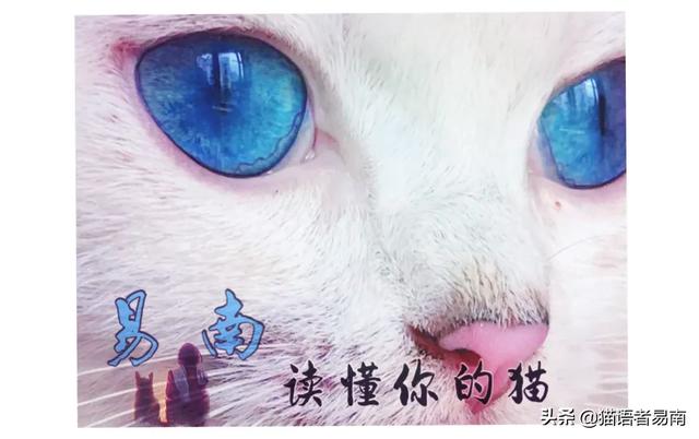 卡尔特猫和蓝猫生出的宝宝什么样:家猫跟蓝猫配生出什么样的猫几率大？