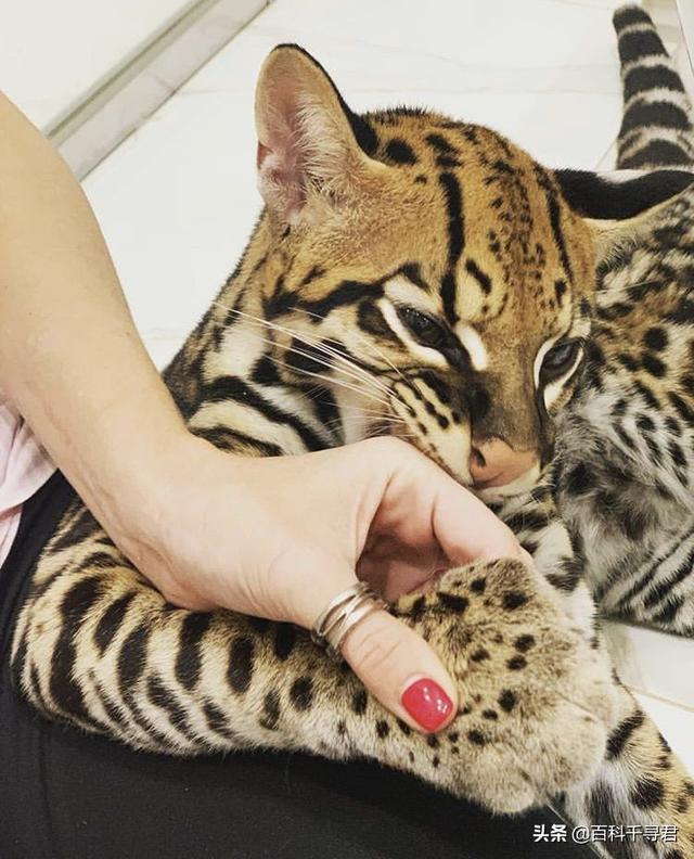 虎猫打的过比特犬吗？