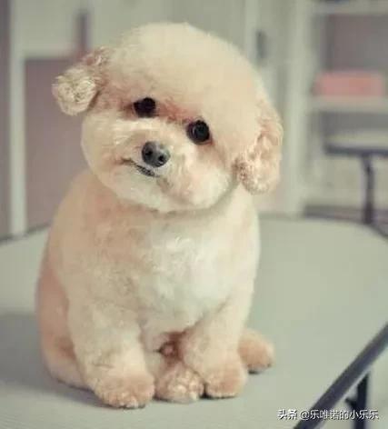 苏州宠物造型:泰迪犬有哪些不同风格的造型呢？