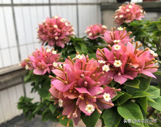 梅完梅了:三角梅掉叶子了，是怎么回事