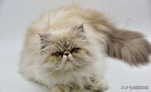 维斯康:猫吃哪种牌子的化毛膏好？