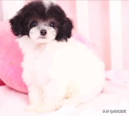 狗狗冲冲冲免费下载:泰迪犬不听话了，有什么办法让它更加服从吗？