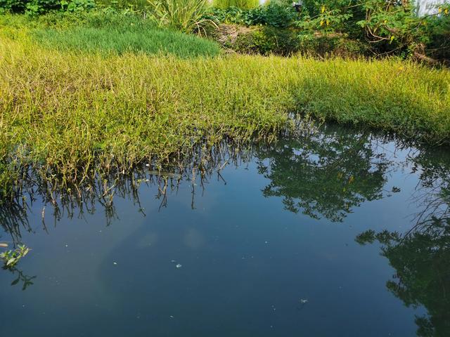 亚峰水族搬家:水上面建鸡场，上面养鸡，下面养鱼，这样的养殖基地可行吗？