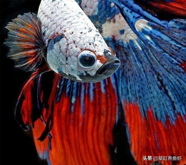 叉尾斗鱼:泰国斗鱼为什么会一直张着尾巴？