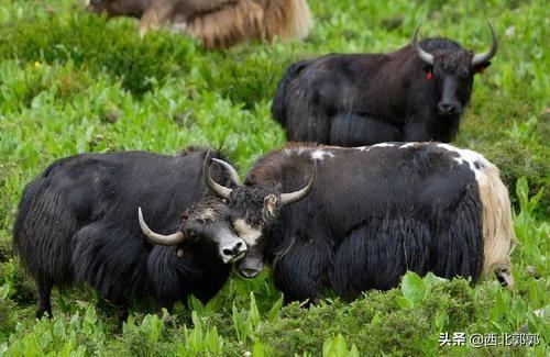 野牦牛有多重，野牦牛和家牦牛有什么区别