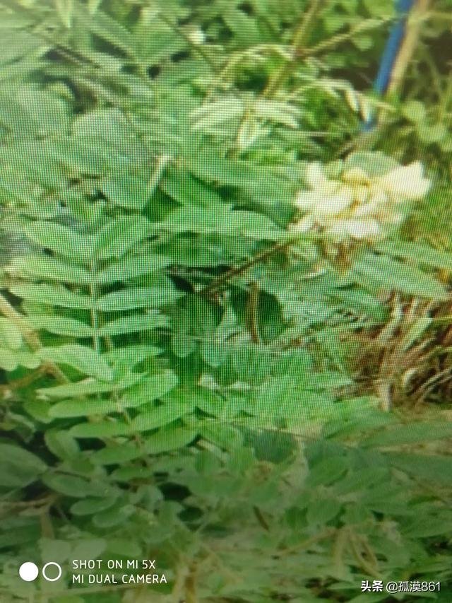 素力高海藻粉型号规格:种植三年牛大力施什么钾肥好？