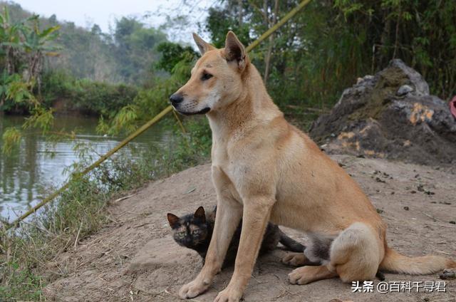 澳洲野犬长途奔袭30公里:澳洲野狗和中华田园犬那么相似，它们之间有联系吗？