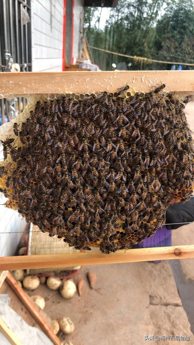 蜜蜂的生活习性:蜜蜂繁殖的最佳温湿度是多少?它们怎样适应温湿度的强烈变化？