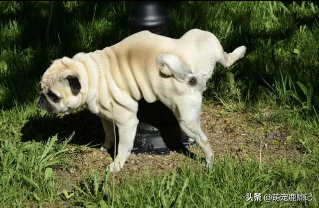狗尿味道大:如何有效去除猫狗的屎尿残留味？