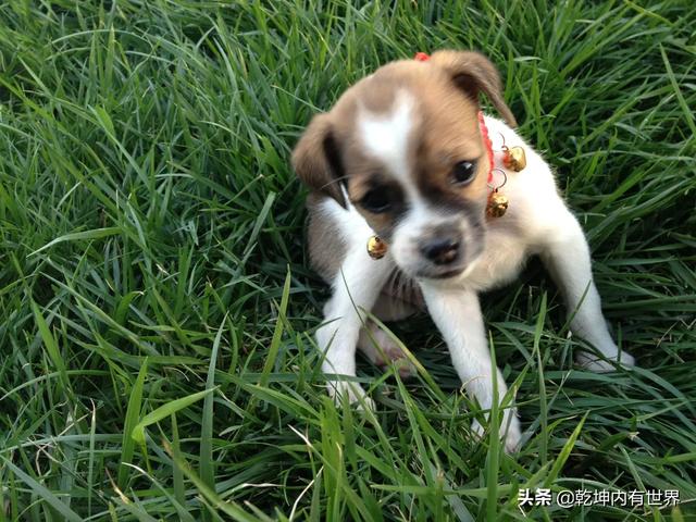 余姚边牧犬多少钱一只:请问养一只边牧幼犬的费用？包括疫苗驱虫等等？