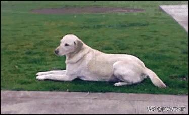 训狗有方:新手训狗和养狗的经验方法有哪些？