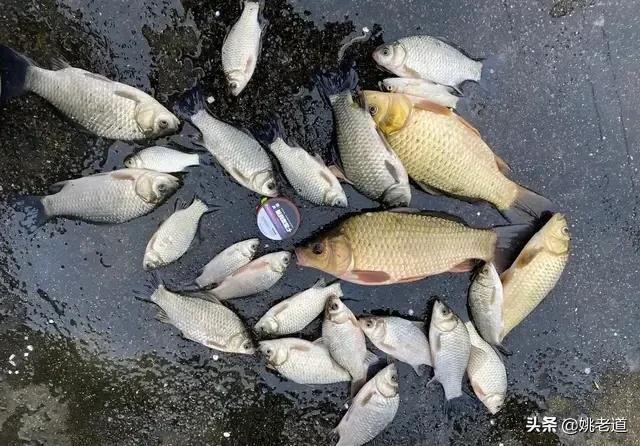 鱼饵料:钓鲫鱼鲤鱼通用的饵料怎么配？