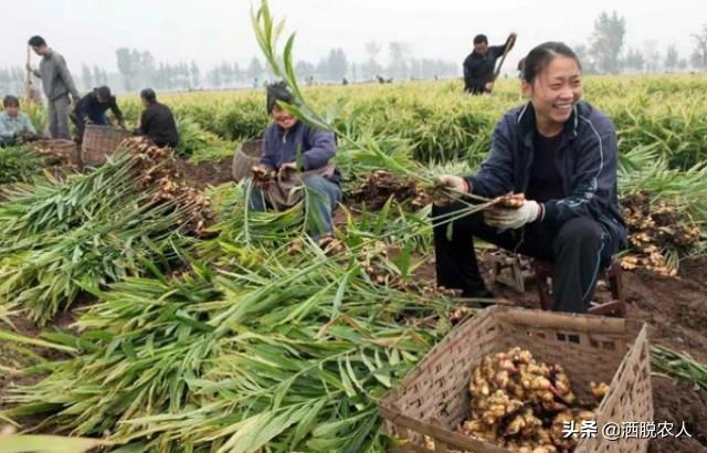 生姜怎么种植方法,生姜怎么种植？几天出苗？