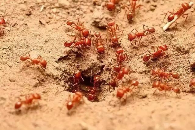 被红火蚁蜇伤有多严重，造成一定程度的损失，红火蚁入侵为何如此凶猛