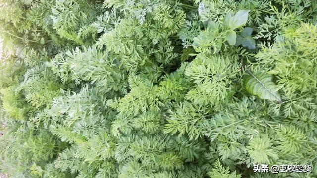 胡萝卜种植,胡萝卜种植需要注意什么？