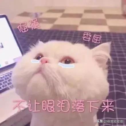 国产蓝钻猫砂:猫拉出的屎究竟有多臭，怎样能改善猫排泄物臭的问题呢？