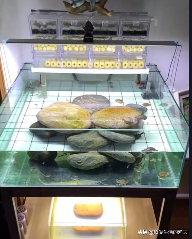 滴流一定要用生化球么:滴流盒需要加生化棉吗 如何正确使用生化球培养硝化细菌？