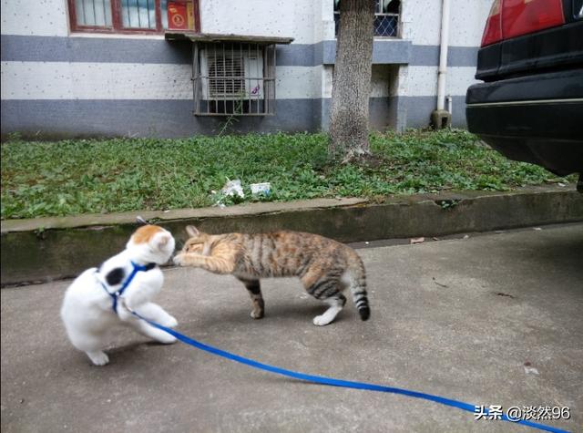 猫草:猫草对猫有什么作用 「猫草」为什么这么吸引猫？