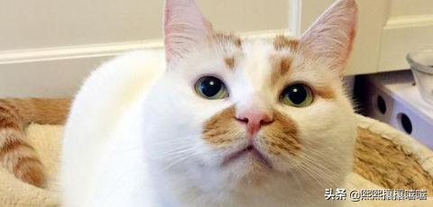 萌猫咪图片:抖音十大网红猫，第一简直成精了？