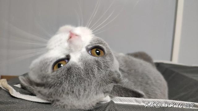 猫咪摇头打喷嚏:猫流眼泪打喷嚏没精神，猫咪打喷嚏流眼泪一直不好？