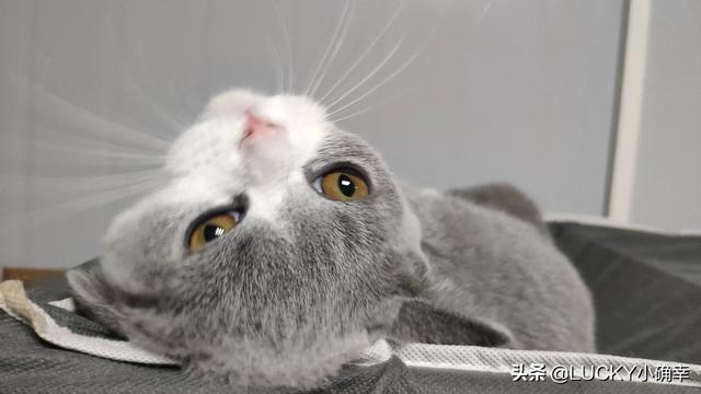 猫咪摇头打喷嚏:猫咪吹了下空调后打喷嚏是感冒了吗？怎么办？