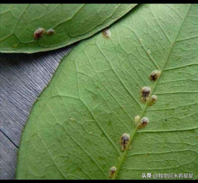 头条问答 三角梅叶片都好像被虫咬烂 该怎么办 天龙影视解说的回答 0赞