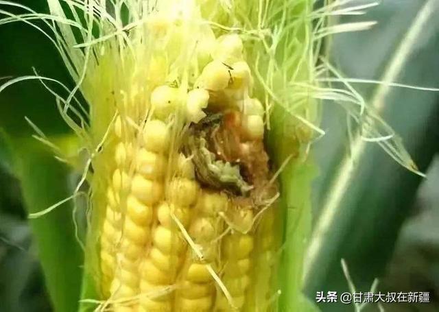 玉米地蚜虫怎么防治:玉米胡须被虫子吃怎么办？