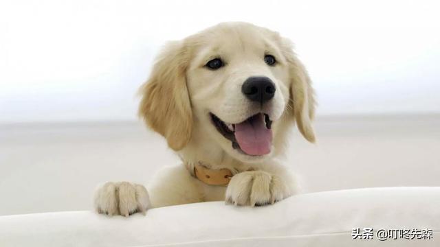 八哥狗图片:巴哥犬图片大全大图 城市里可以养巴哥犬吗？巴哥犬好养吗？