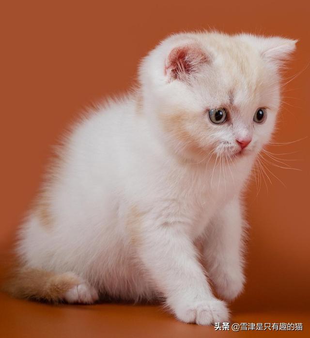 养一只猫是什么样的体验？
