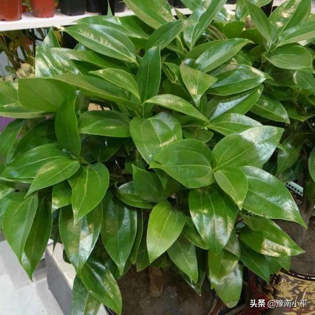 平安树的养殖方法和注意事项:平安树叶子发黄干枯是生病了吗？
