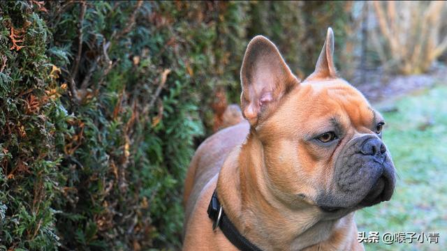 高级会所调教女犬:工作犬爱好者口中的k9是什么意思？