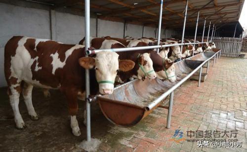 养牛知识与预防:肉牛怎么养殖？需要注意什么？