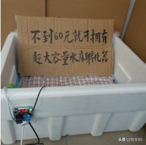 diy丰年虾孵化器:繁殖孔雀鱼鱼苗喂什么好？