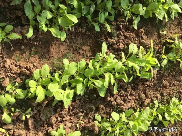 头条问答 种植小白菜 出苗后该如何管理 禅猫的回答 0赞