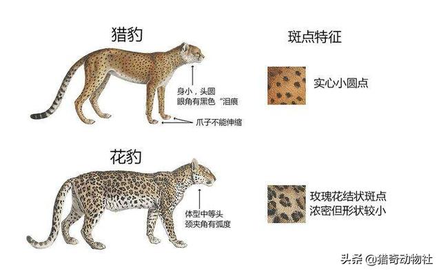 花豹:花豹、猎豹至少能对付多少只非洲野犬？