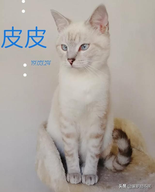 猫咪品种大全及图片鲜罗猫:有没有人认识这是什么猫？