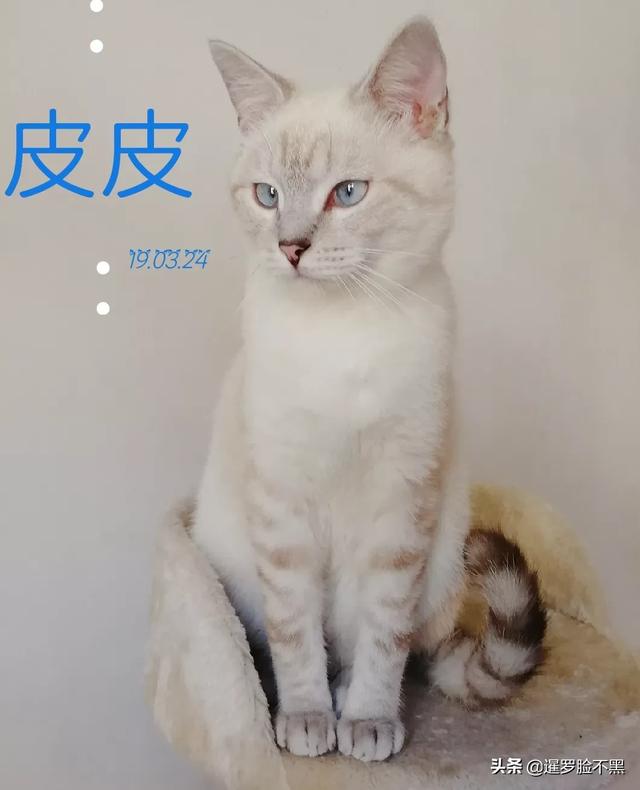 美国卷耳猫 信喵:猫咪耳螨怎样预防和治疗？