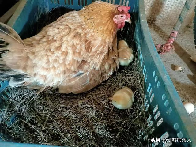散养土鸡养殖技术:养鸡技术分享，散养土鸡矿物质很难满足，如何补充呢？