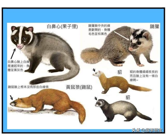 盆景猫 谣言:95或96年的哈尔滨猫脸老太太事件是真是假？