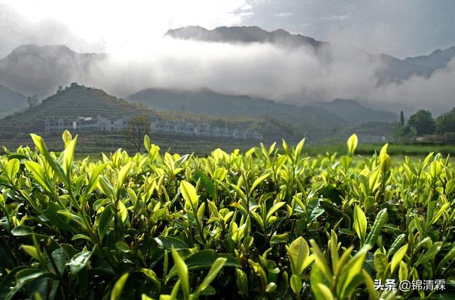 减肥茶的作用大不大，什么茶减肥效果最好最快呢