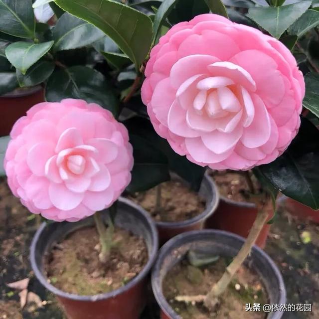 头条问答 山茶花 什么时候扦插最容易成活 38个回答