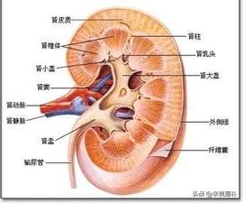 滋阴补肾的食物，性价比最高的补肾食物是什么？