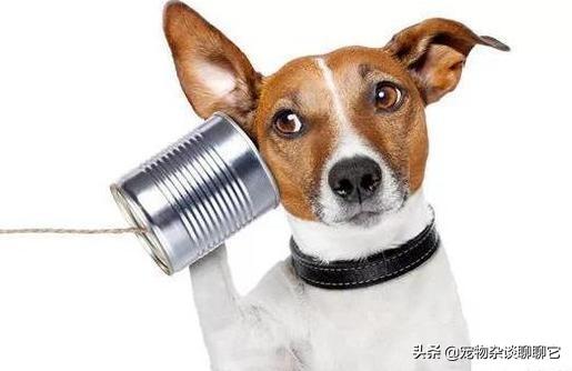 小狗是根据什么听懂人话，狗听人说话，听的是语气，还是内容