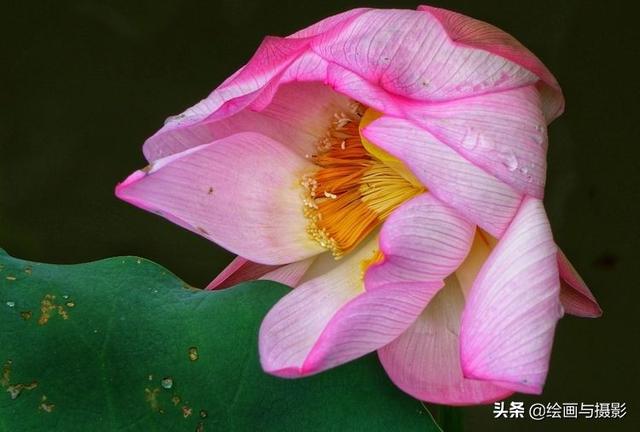 荷塘泥可以放苦力泥鳅:荷塘泥放干了加水可以吗 池塘里有荷花，养草鱼合适吗？
