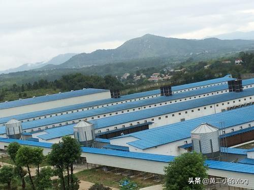 凶兽饲养手册:凶兽饲养手册txt全集 新建一个养鸡场你应该怎么做？